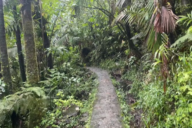 El Yunque Rainforest Hike with Transport from San Juan - Four hours among El Yunque’s trees
