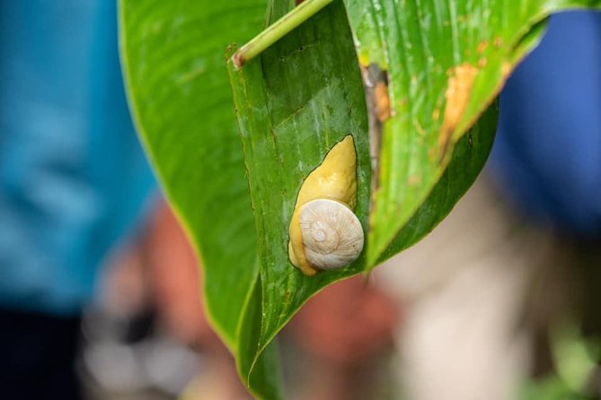 El Yunque Rainforest Tour from Fajardo - What this Fajardo rainforest trip is really like