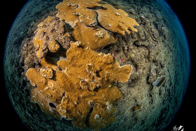 Experience Scuba - Starting at Scuba Motion in Vega Baja
