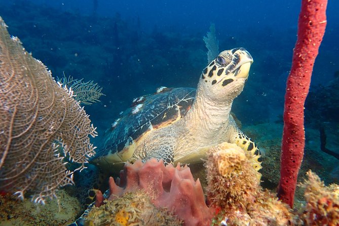 Experience Scuba Diving / NO certification Needed - Key points at a glance