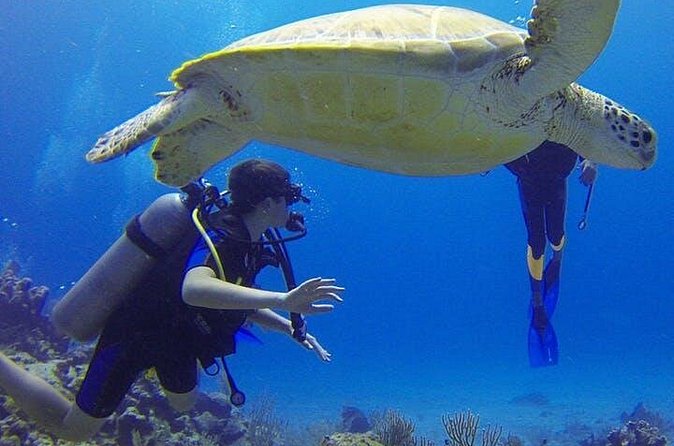 Experience Scuba Diving / NO certification Needed - Guides who shape the experience