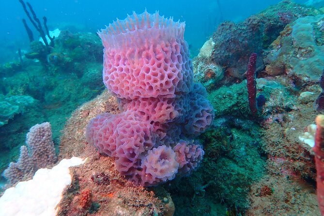 Experience Scuba Diving / NO certification Needed - Learning to breathe underwater with a PADI instructor