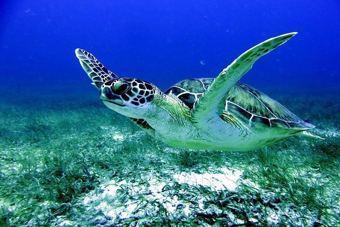 Fajardo Afternoon Snorkeling Adventure Tour - At a Glance