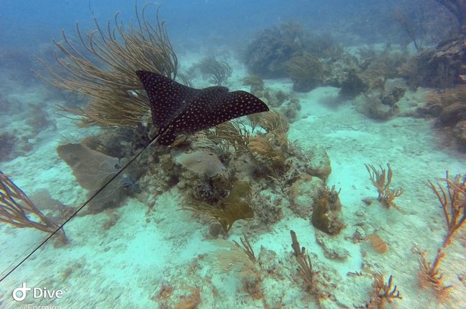 Fajardo Afternoon Snorkeling Adventure Tour - Crew Care and Safety Details