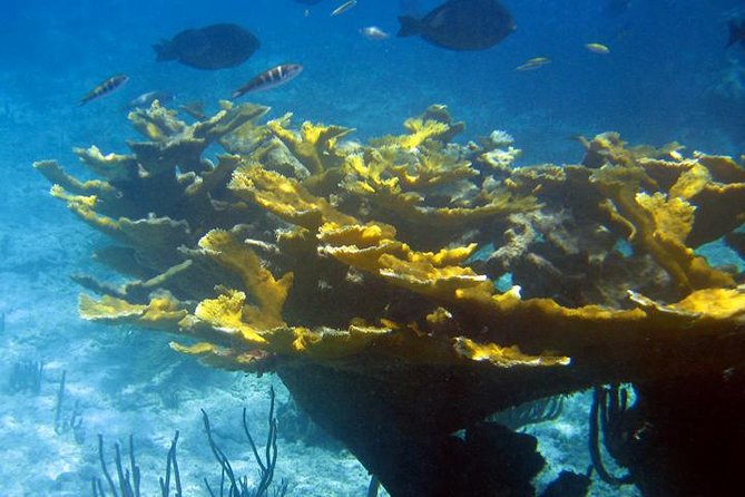 Fajardo Afternoon Snorkeling Adventure Tour - Is $110 a Fair Price?