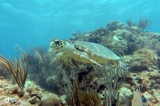 Fajardo Afternoon Snorkeling Adventure Tour - What the Snorkeling Is Really Like