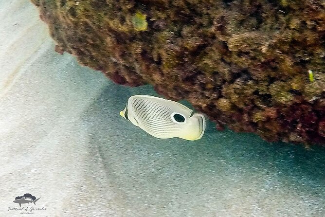 Fajardo, Puerto Rico: Morning Snorkeling Beach Tour - Is $133 a fair price?