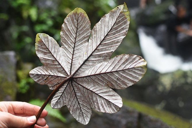 From San Juan: El Yunque Rainforest Hiking Adventure - The harder section and the natural waterslide
