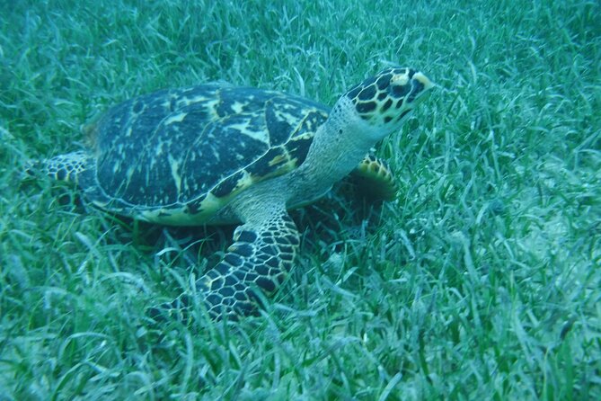 Full Day Charter from Fajardo to Culebra - BBQ lunch, rum, beer, and simple snacks