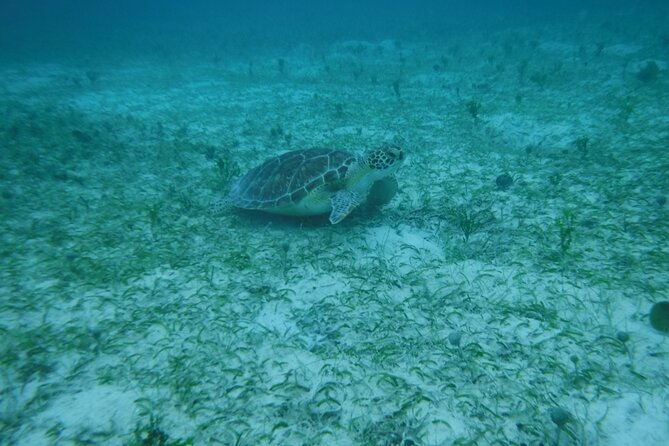 Full Day Charter from Fajardo to Culebra - What the $1,500 price really buys you