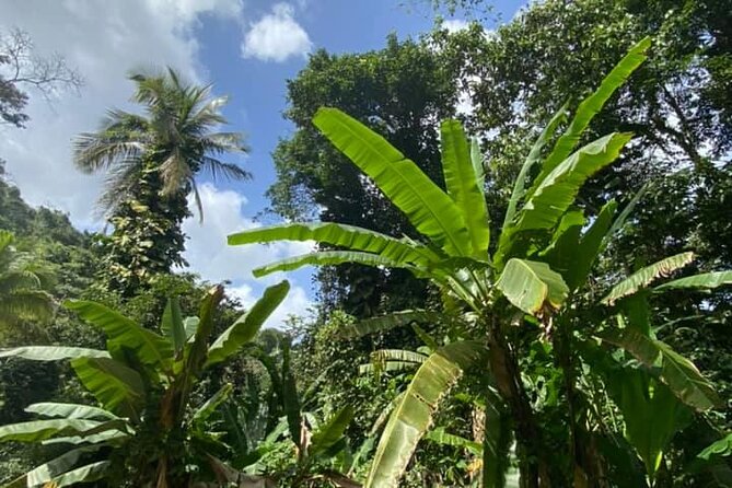 Full Day Eastern Island Tour - Loíza: 30 minutes of Afro-Puerto Rican culture