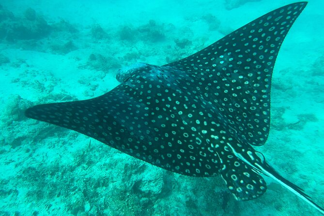Full-Day Snorkeling Gear Rental in Puerto Rico - Is the $34 price good value?