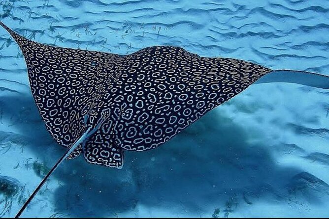 Full-Day Snorkeling Tour to Culebra Island with Lunch - Lunch, drinks, and paddleboards