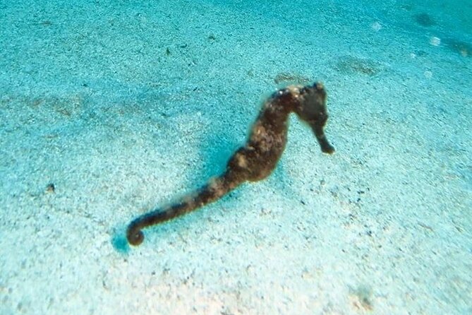 Get SCUBA Certified at San Juan - Who should book this San Juan course