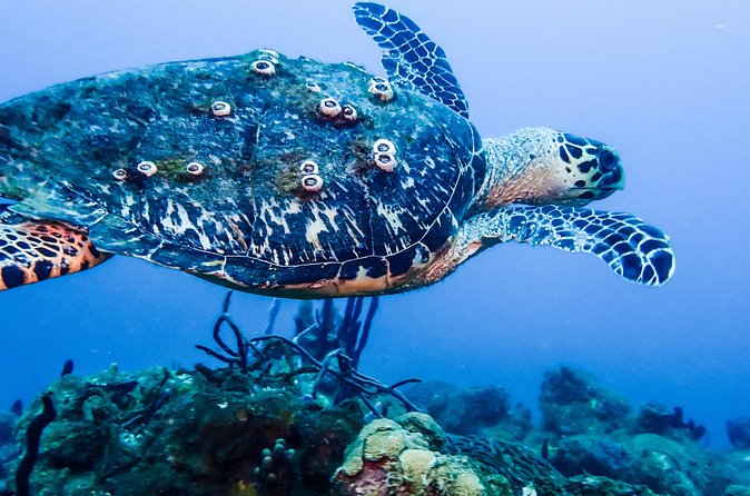 Guided Coral Reef Scuba Tour / 1 tank (Certified Divers Only) - Equipment, sizes, and the real cost