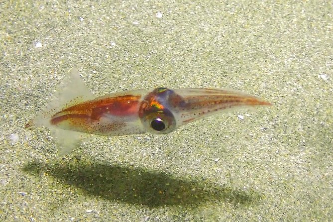 Guided Coral Reef Scuba Tour / 1 tank (Certified Divers Only) - What the guide adds to the experience