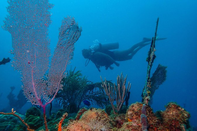 Guided Coral Reef Scuba Tour / 1 tank (Certified Divers Only) - Morning or afternoon: which should you choose?
