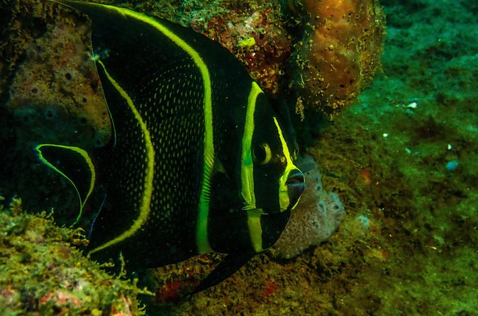 Guided Coral Reef Scuba Tour / 1 tank (Certified Divers Only) - Who will get the most from this experience?