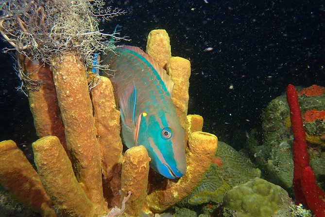 Guided Coral Reef Scuba Tour / 1 tank (Certified Divers Only) - Why the site is chosen the night before