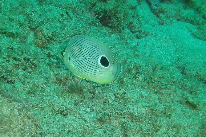 Guided Coral Reef Snorkeling Tour - How the two-hour outing works