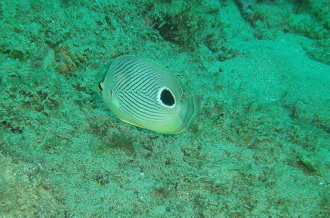 Guided Coral Reef Snorkeling Tour - Choosing the best conditions for your swim