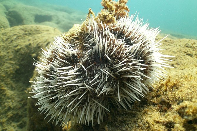 Guided Coral Reef Snorkeling Tour - Practical details that affect your day