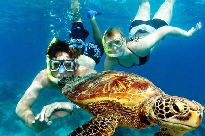 Guided Coral Reef Snorkeling Tour - What you are likely to see below the surface