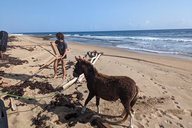 Guided Hike with Miniature Donkeys to a Secluded Beach - Key points to know before you book