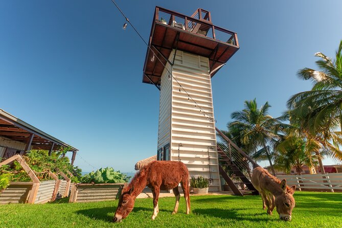 Guided Hike with Miniature Donkeys to a Secluded Beach - Forty-five minutes among dunes and tidepools