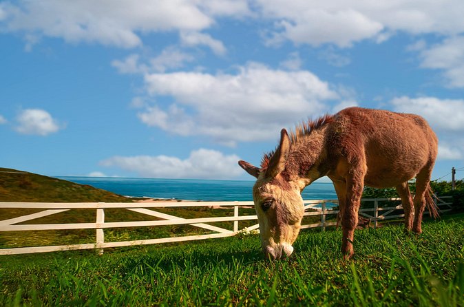 Guided Hike with Miniature Donkeys to a Secluded Beach - The return trip with a donkey out front