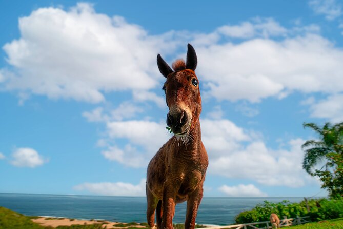 Guided Hike with Miniature Donkeys to a Secluded Beach - What the $75 price includes
