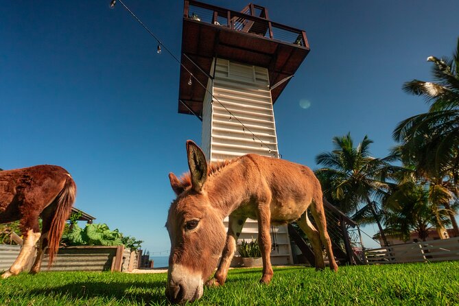 Guided Hike with Miniature Donkeys to a Secluded Beach - Who will enjoy this most