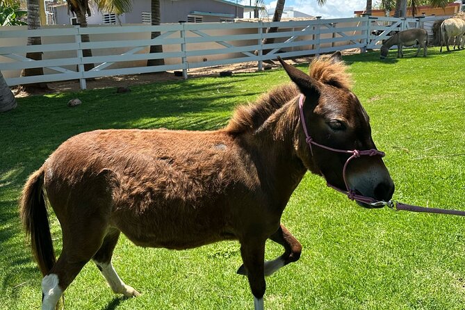 Guided Hike with Miniature Donkeys to a Secluded Beach - Meeting the donkeys at Hacienda222