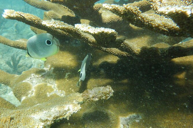 Guided Shore Diving Tour - Why the guides matter for new and returning scuba participants