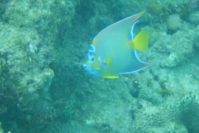 Guided Shore Diving Tour