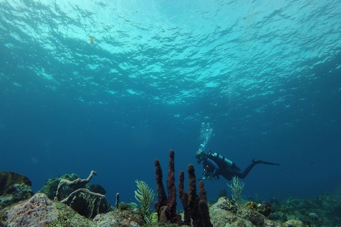 Guided Shore Diving Tour - Weather, visibility, and the need for a flexible plan