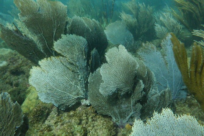 Guided Shore Diving Tour - Health, age, and physical demands