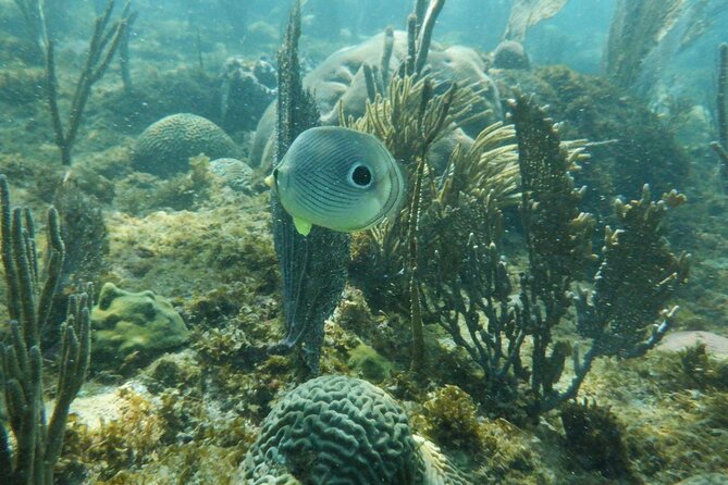 Guided Shore Diving Tour - Practical packing advice for the morning