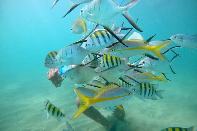 Guided Snorkeling adventure in San Juan - Key points to know before booking