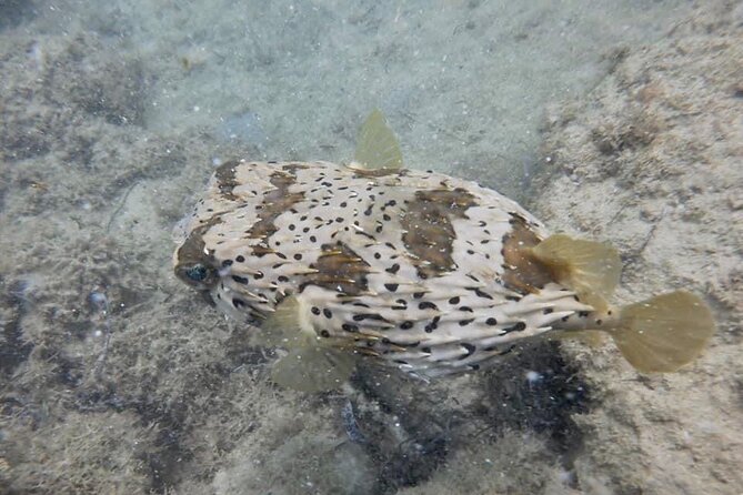 Guided Snorkeling adventure in San Juan - How water conditions can change the outing