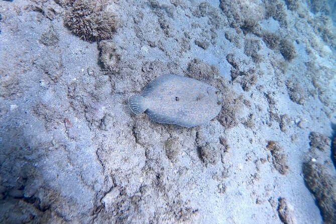 Guided Snorkeling adventure in San Juan - What the $76.70 price includes
