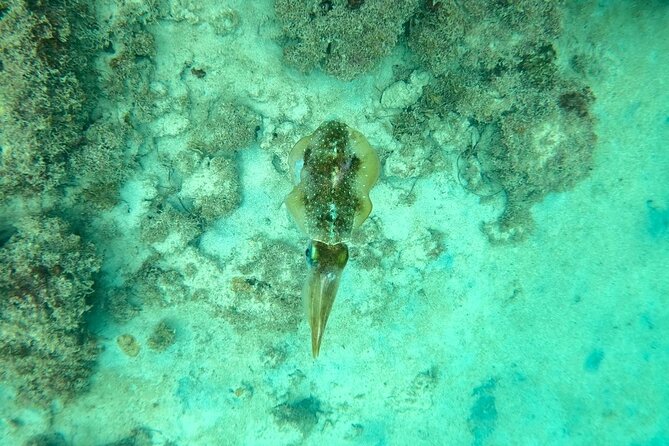 Guided Snorkeling adventure in San Juan - Using the hotel access after snorkeling
