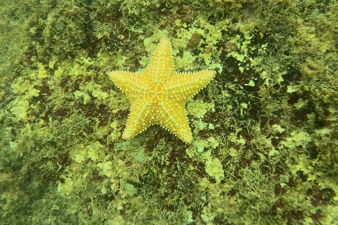 Guided Snorkeling adventure in San Juan - Who should book this San Juan snorkeling experience