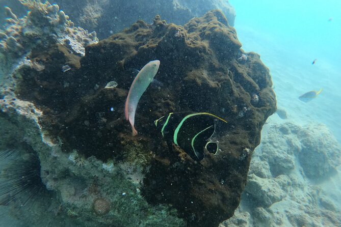 Guided Snorkeling adventure in San Juan - Following the rock reef for 45 minutes