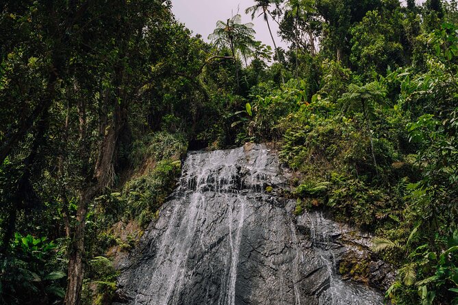 Half-Day El Yunque National Forest Tour from San Juan - The 30 to 45 minute forest walk
