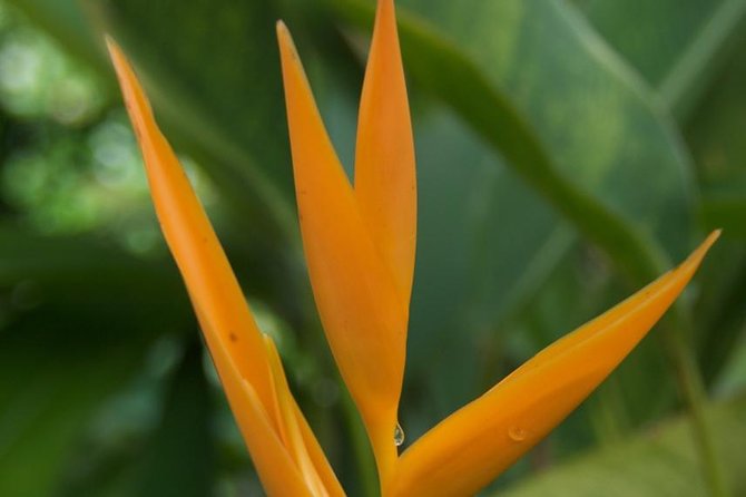 Half-Day El Yunque National Forest Tour from San Juan - Is the $100 price fair?