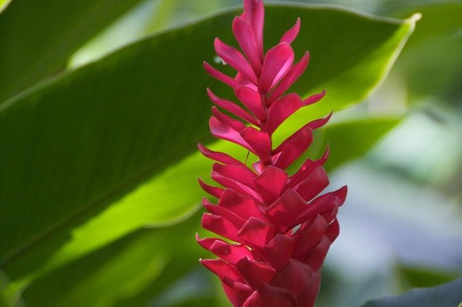 Half-Day El Yunque National Forest Tour from San Juan - Who should choose this El Yunque outing?