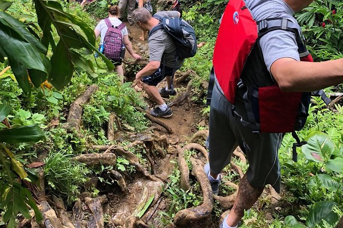 Hike El Yunque Rainforest and Kayak Bio Bay Combo Tour - How the $172 price holds up