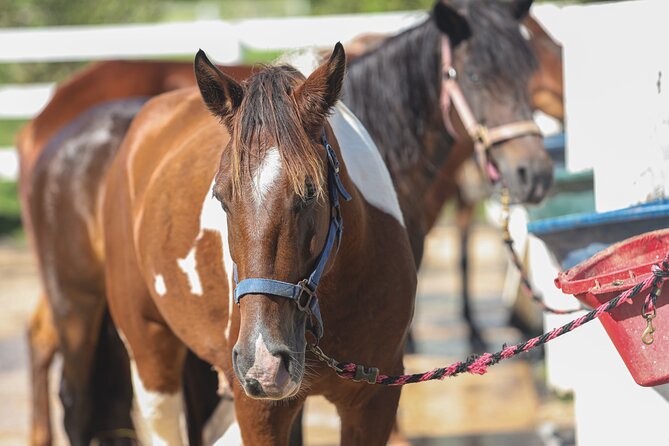 Horseback Riding Tour at Private Ranch - What the guides add to the ride