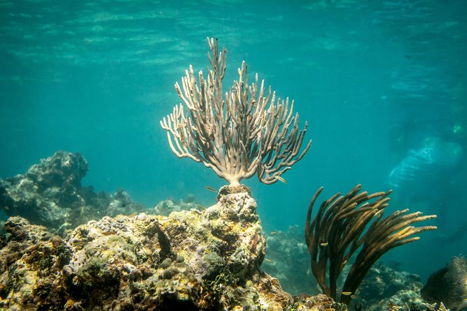 Icacos Deserted Island Catamaran, Snorkel, and Picnic Cruise - Is $138.50 a fair price?